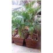 Planta Rafia / Vaso madeira