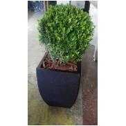 Planta Buchinha / Vaso Polipropileno